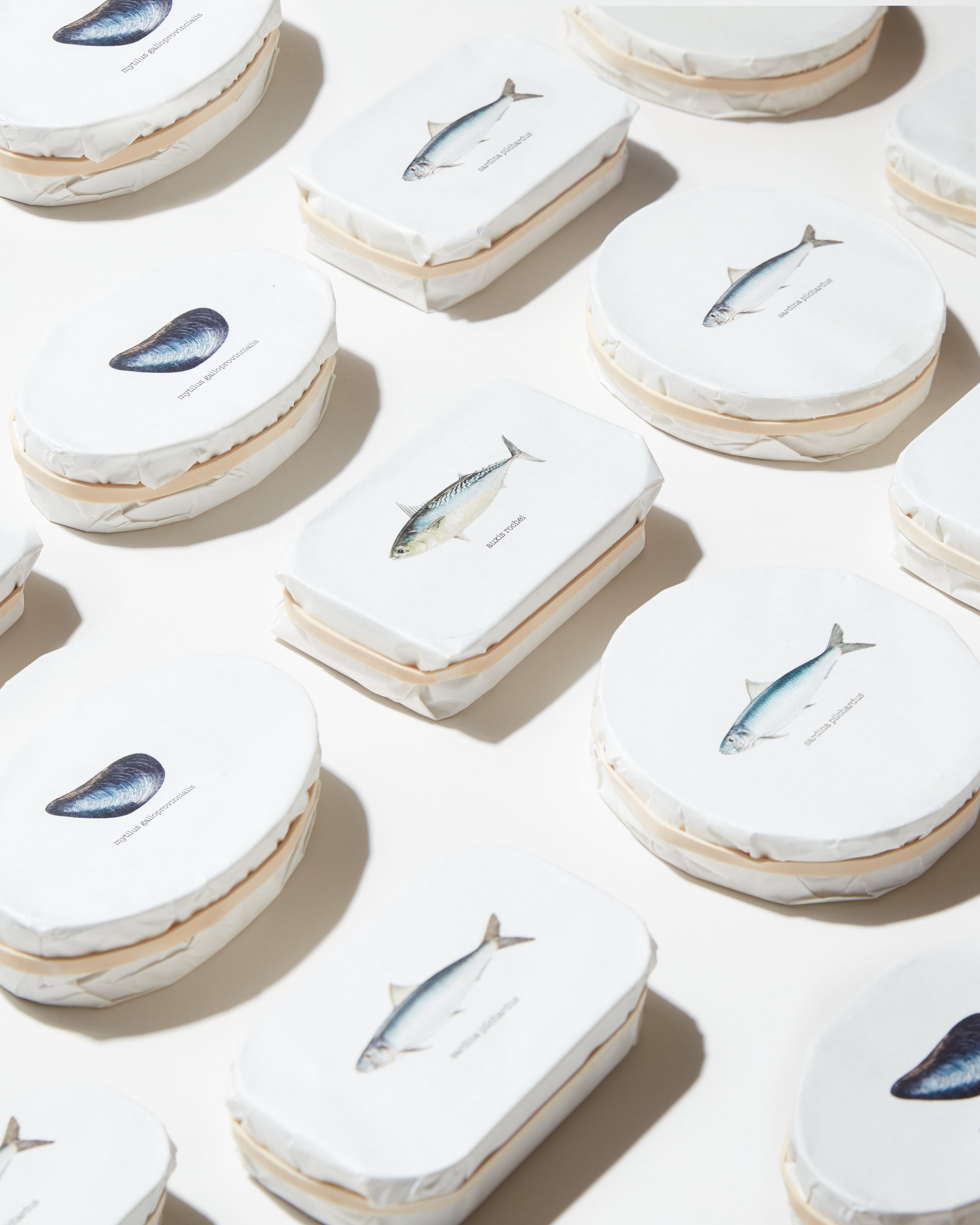 sardina_pilchardus様用 Aquarium Movies (Japan) archive 生きている魚図鑑: マイワシ