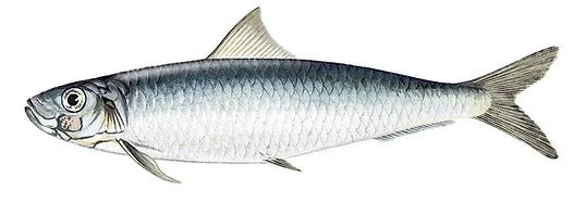 PYSCIS